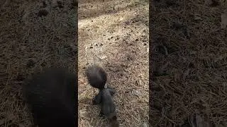 #Сибво