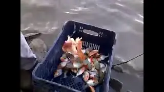 Рыбалка в Амазонии - Ловля пираньи.