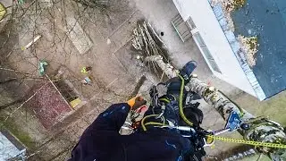 Birch removal