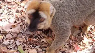 Brown Lemurs Kirindy Forest