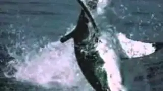 7Great white shark jumping out of water feeding