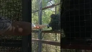 Шимпанзе выдал шоу на бис! Парк львов Тайган #тайган #шимпанзе