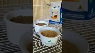 Reforço da alimentação antes da reprodução #calopsitas #calopsitasmansas #comocriarcalopsitas