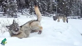 Wolf pups rolling in snow on a beaver dam