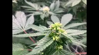 Feminized cannabis seed breeding - hermaphroditic flower “herm” example