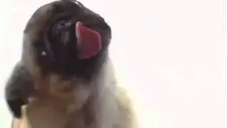 fondo de pantalla perro lamiendo la pantalla