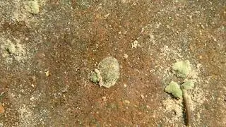 Water Penny Beetle Larvae Making Tracks Underwater