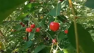 ЛИСТЬЯ  ВИШНИ. Пищевые и лечебные свойства.