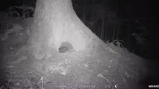 BADGER ON CAMERA TRAIL 🦡