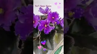 ВаТ-Царь Горох #фиалки #beautifulflowers #Violets  #veilchen #violette