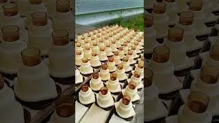 никот для маток #пчелы #пчеловодство #топ #улей #матководство #мёд #видео #нук #nicot #никот