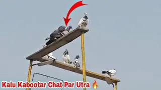 Kalu Kabootar Pakra 🔥 Butt Sham Ko Jaal Say Nikal Gya 😐