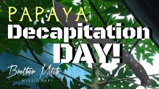 HOW TO CHANGE THE SEX OF A PAPAYA TREE — PART 1