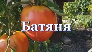 Томаты Батяня