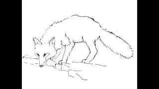 Proportion and measuring while drawing a fox