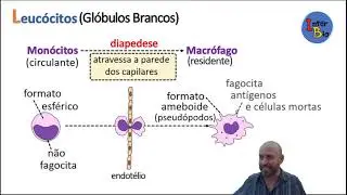 Macrófagos