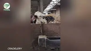 When your pet thinks they're a ninja #funnydogs #petantics #zoomies