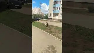 сальто