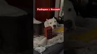 Амстафф разборки с кошкой 