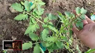 СРОЧНО ПОЛЕЙТЕ ТОМАТЫ.🍅🍅🍅 ПЕРВЫЙ ПОЛИВ .КОГДА И КАК ПРАВИЛЬНО ПОЛИВАТЬ ТОМАТЫ ПОСЛЕ ВЫСАДКИ 🍅🍅🍅.
