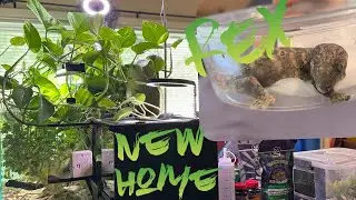 Unveiling the Secrets of Baby Giant Gecko Habitat