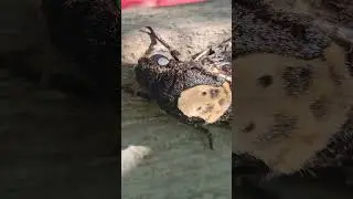Бабочка Мёртвая Голова - Ворует У Пчел Мед #пчелы #БабочкаМёртваяГолова
