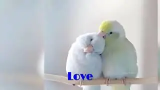 love with birds