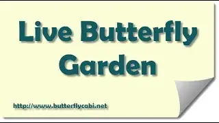 RainyDayDreamers - Live Butterfly Garden Review | RainyDayDreamers CC - RainyDayDreamers