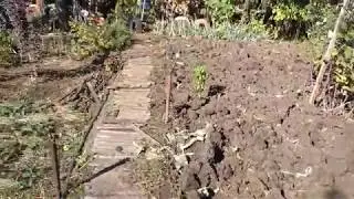 Наша дача 7 жовтня 2018 р.