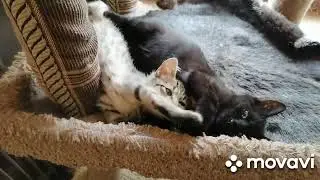 И вот нас стало трое..) Подкидыш Василек.