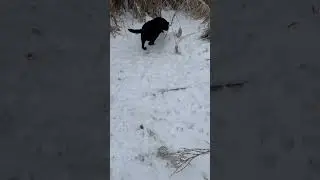 Видно что есть фазан и не мало) 