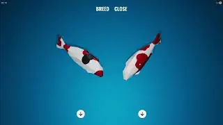 Pond: A Koi Breeding Game | Informatik von Isak Combrinck