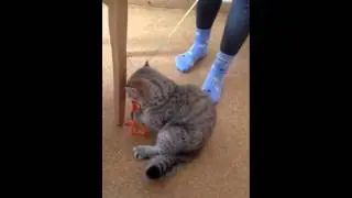 Подарок котенку на 6 месяцев