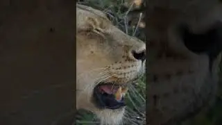 Why Lions can't sweat! 
