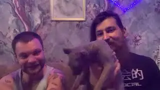 Пьём сому на мухоморе красном 100 грамм