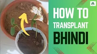 ऐसे करे पौध को ट्रांसप्लांट, एक भी पौधा नहीं मरेगा | How to transplant a plant Successfully