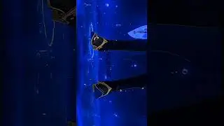 Невиллет 