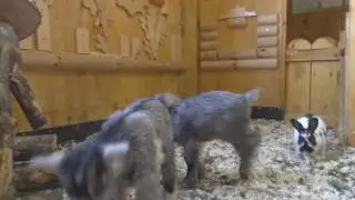 козлята