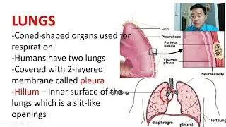 Respiratory System - Organs