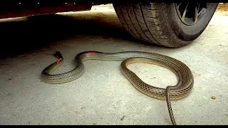 Experiment Car vs snake, plates,crushing crunchy soft things by car.car vs bulb,car vs toys
