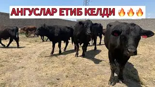 АБЕРДИН АНГУС БУҚАЛАРИМИЗ ЕТИБ КЕЛДИ☝️🤝🔥