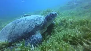 Die Chillkröten von Marsa Shouna (Marsa Shouna Turtles)