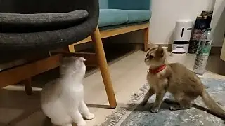 Garfield and Griffith becoming friends Scotish fold cat and British short-hair cat