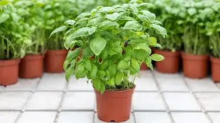 Origanum - uprawa bazylii