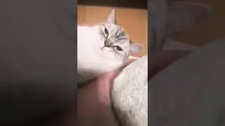 #funny #ютуб #cat #youtube #кот #cute #youtubeshorts #youtubevideos #сшортс #countryballs