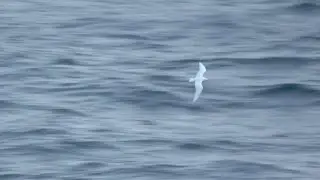 Ivory Gull to the North of Alaska