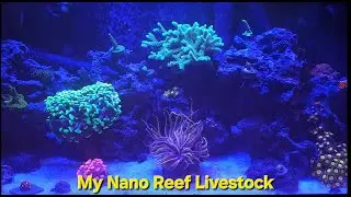 Livestock In My 20 Gallon Long Nano Reef Aquarium