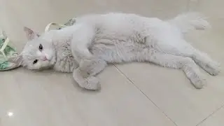 STRAY CAT PATIENTLY WAITING AT OUR DOOR