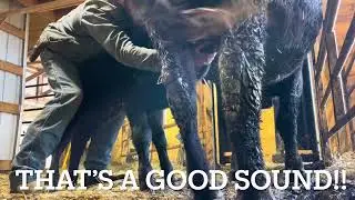 Pinch the Ranch Horse Versus Stubborn Cow