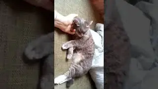 ДАШУЛЬКА